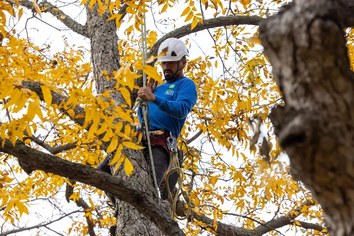 Skilled Tree Pruning crew working in La Crosse