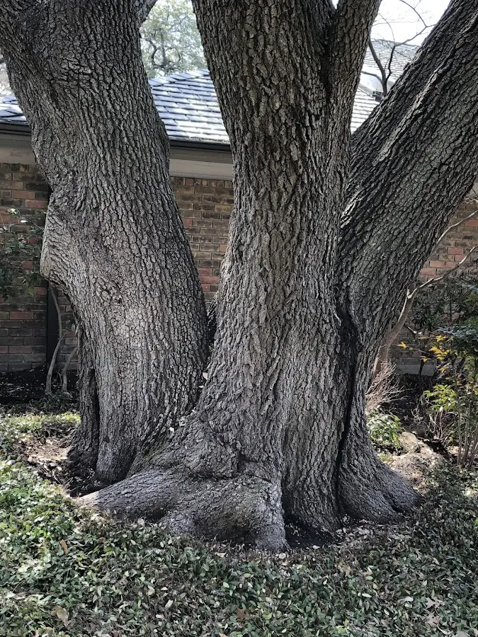 Mature heritage tree close to a La Crosse property cared for by certified arborists